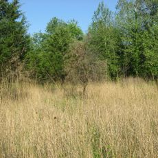 Collins Archeological District