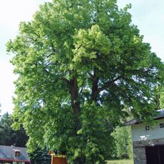 Lípa srdčitá č. 2