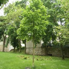 Lípa milénia v Moravských Budějovicích