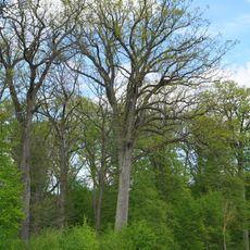 Starke Eiche Obere Elsenhalde