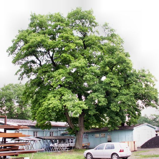 Dub letní ve Starém Ransku