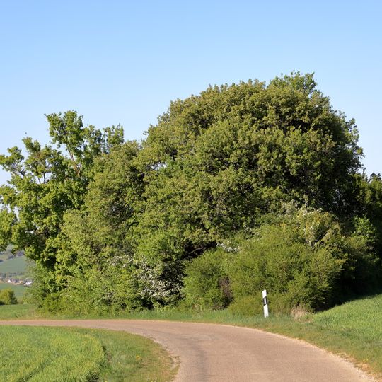 Gehölzgruppe Schafhof