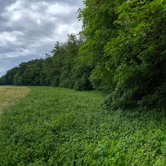 Feuchtgebiet am Rand des Talhau
