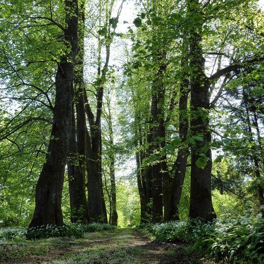 Lindenallee im Schloßpark Walchen