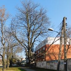 Kasztanowiec zwyczajny przy ulicy Potrzebnej 4a