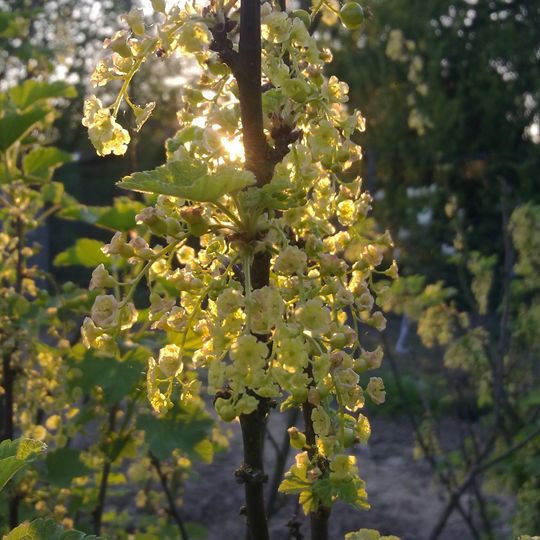 Arboretum de la Petite Loiterie