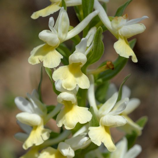 Jardín Botánico Nuova Gussonea