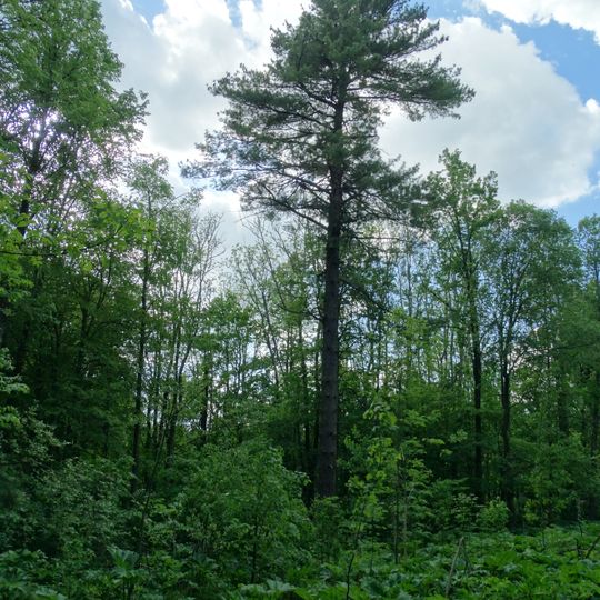 Padysnio veimutinė pušis