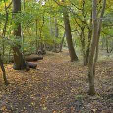 Grimeshaw Wood