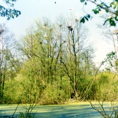 Vasylivka Grey Heron Colony