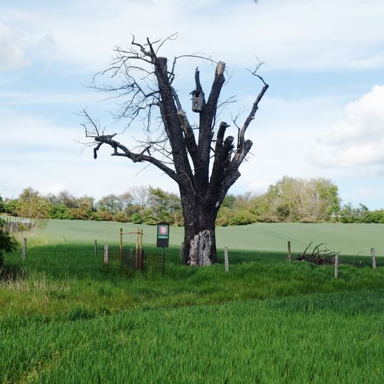 Mařatická oskeruše