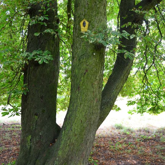 Naturdenkmal Gemeine Roßkastanie Park, östlich anschließend an die Ortslage in Blumberg
