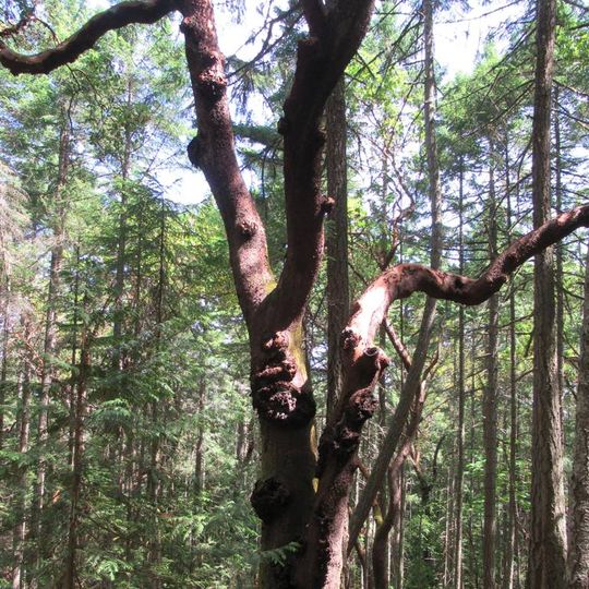 Arbutus Grove Provincial Park