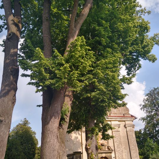 Lípy na hřbitově v Potštejně