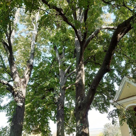 Lípy u Sv. Víta
