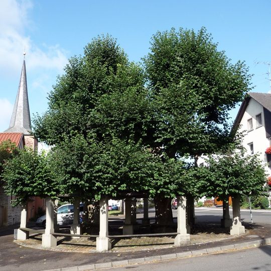 Türkenlinde von Ottendorf