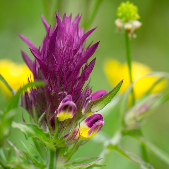 Weinberg bei Hohenzell