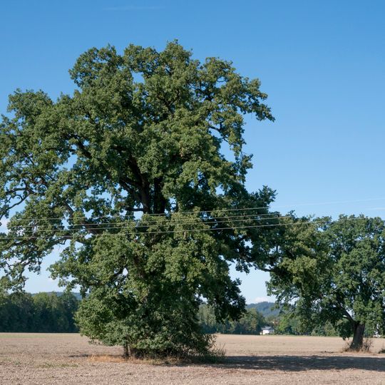 Stieleiche in Hagenau