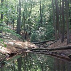 Naturdenkmal Buchenaltholz am Eisenbornbach