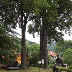 Stromy u sv. Vavřince