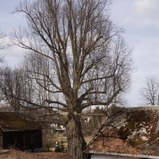 Lípa v Jílové u Držkova