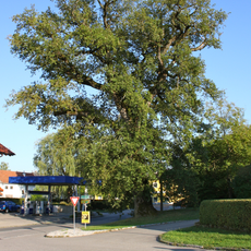 Eiche von Hochburg-Ach