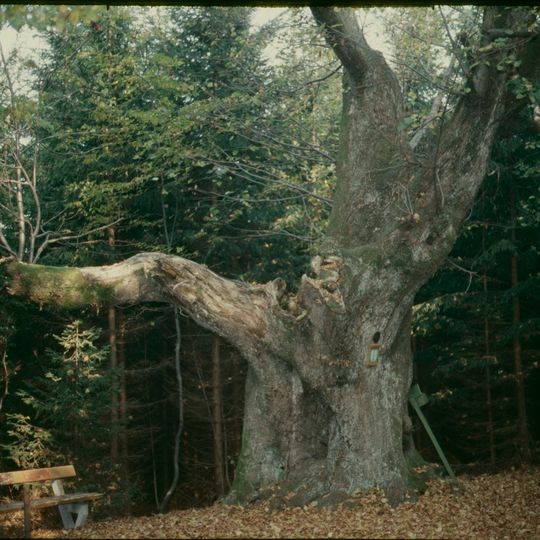 Tausendjährige Linde auf dem hohen Daxeck