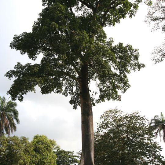 IITA Forest Ibadan