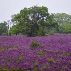 Karacabey Floodplain Forest