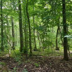 Seeburger Fenn - Sümpelfichten