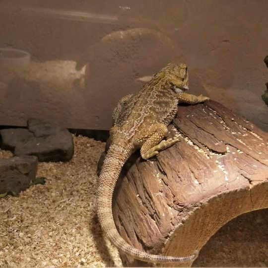 Taiwan Insect Museum