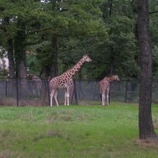 Safari de Peaugres