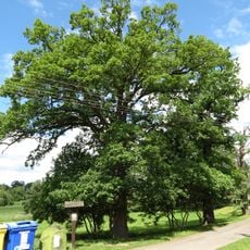 Dub letní - Quercus robur 4ks
