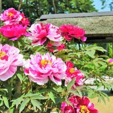 Sukagawa Peony Garden