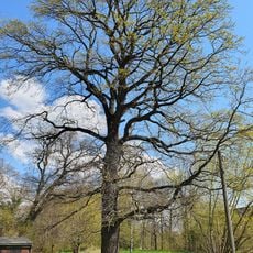 Quercus robur in Priesen
