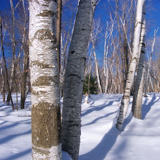 Marion Brooks Natural Area