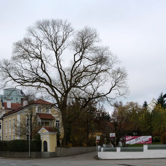 Schnurbaum in Schärding