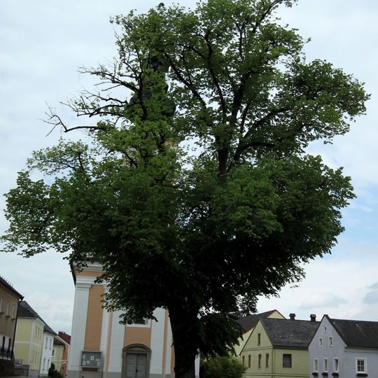Kirchenlinde in Klam