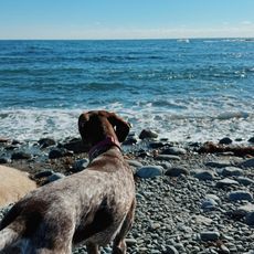 Cape Neddick Beach