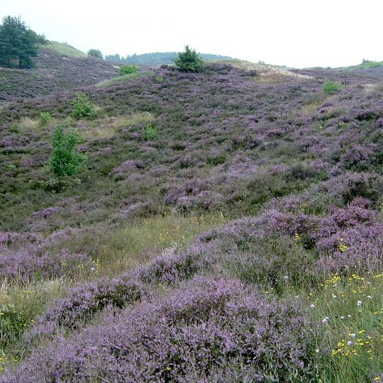 Rezerwat przyrody Wrzosowiska Cedyńskie