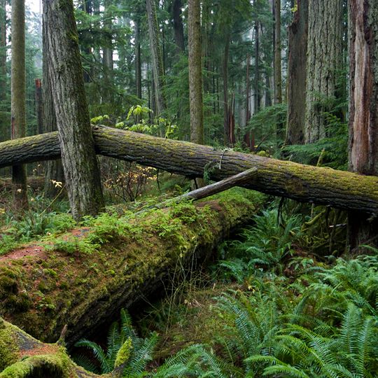 Parc provincial MacMillan