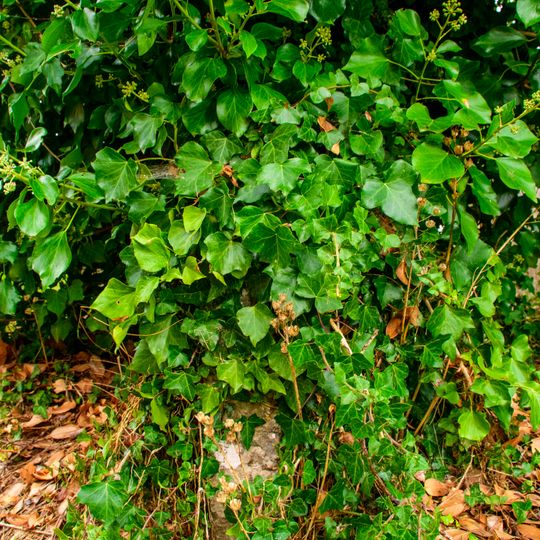 Joan Owens Headstone About 7 Metres North Of The Chancel Of The Church Of St Andrew
