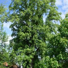 Tulpenbaum (Harpstedt)