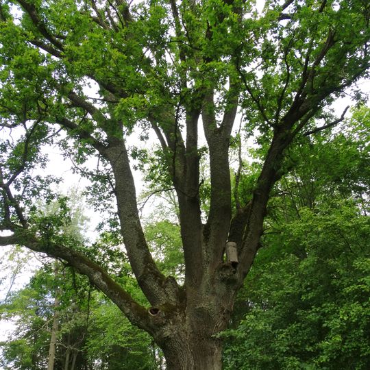 Kazitiškio ąžuolas