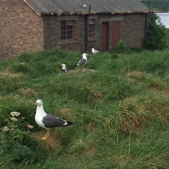 Inchcolm,  Abbey, hermit's cell, First World War and Second World War defences