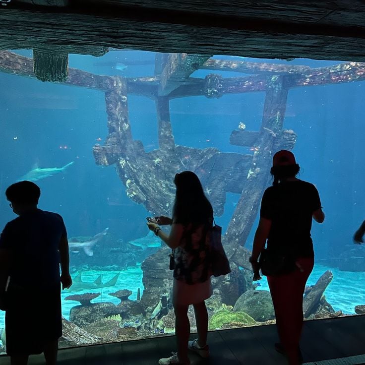 Shark Reef Aquarium