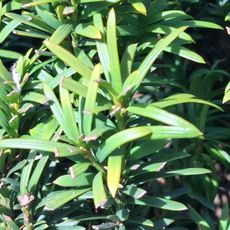 Albero
