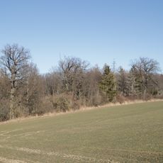 Výstavky dubů v lese Háj