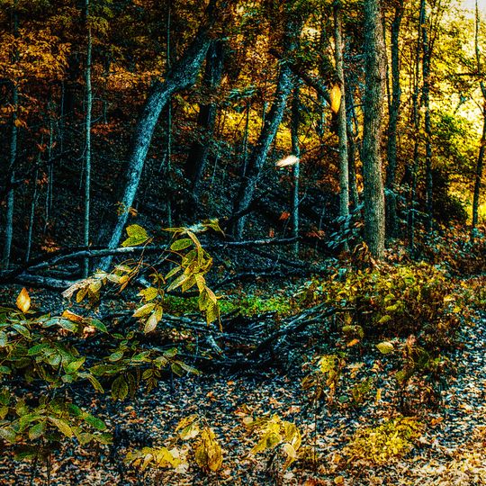 Franklin Creek State Park