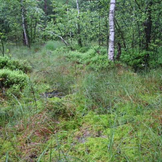 Moorgebiet Moosheide Obercrinitz